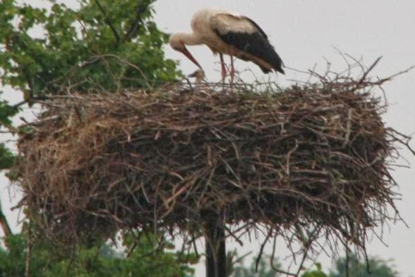 Agroturystyka Andrzejowka Czerniki Εξωτερικό φωτογραφία